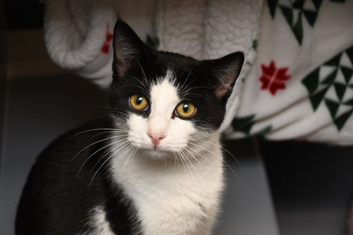 picture of the cat needing adoption