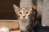 adoptable Cat in  named Sugar Plum