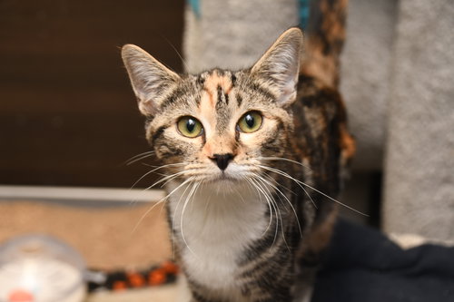 picture of the cat needing adoption