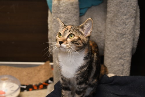 SUGAR PLUM - American Shorthair available for adoption