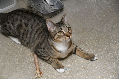 picture of the cat needing adoption
