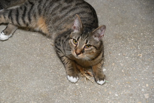 HAROLD - American Shorthair available for adoption