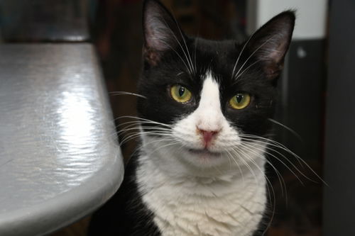 picture of the cat needing adoption