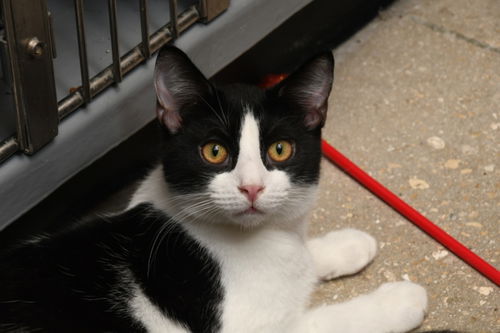picture of the cat needing adoption