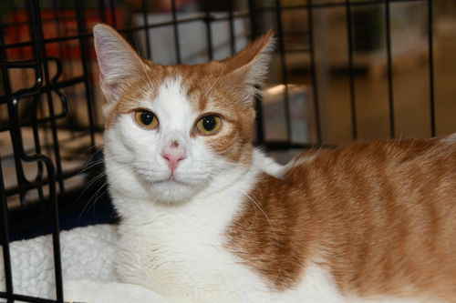 picture of the cat needing adoption