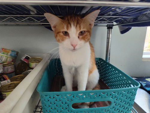 picture of the cat needing adoption