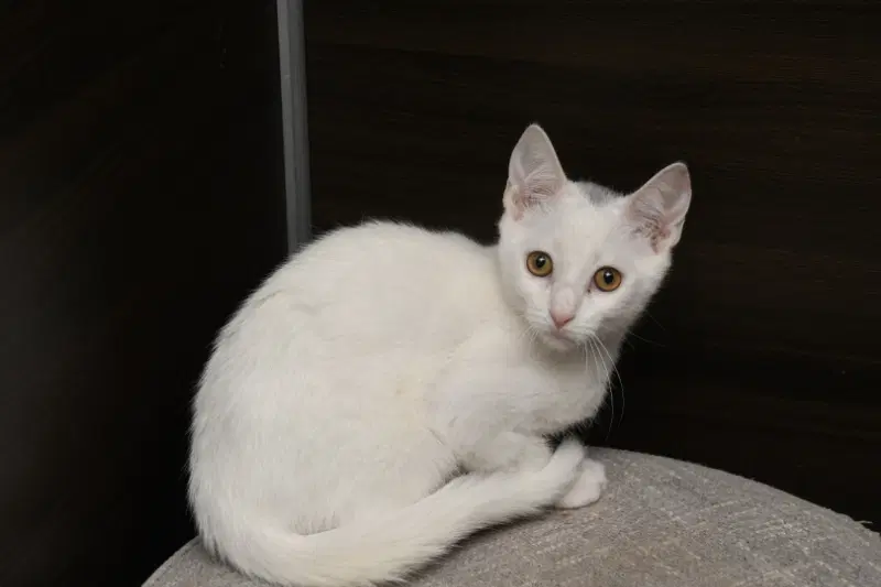 Hart - American Shorthair