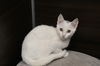 adoptable Cat in  named Hart