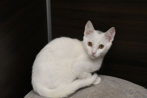 picture of the cat needing adoption