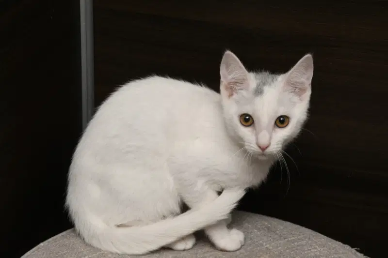 Zack - American Shorthair