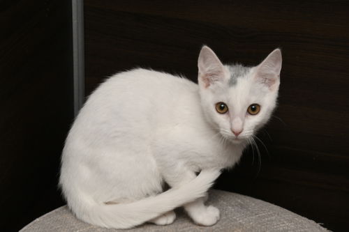 picture of the cat needing adoption