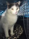 adoptable Cat in  named Smokey Joe