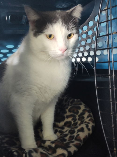picture of the cat needing adoption