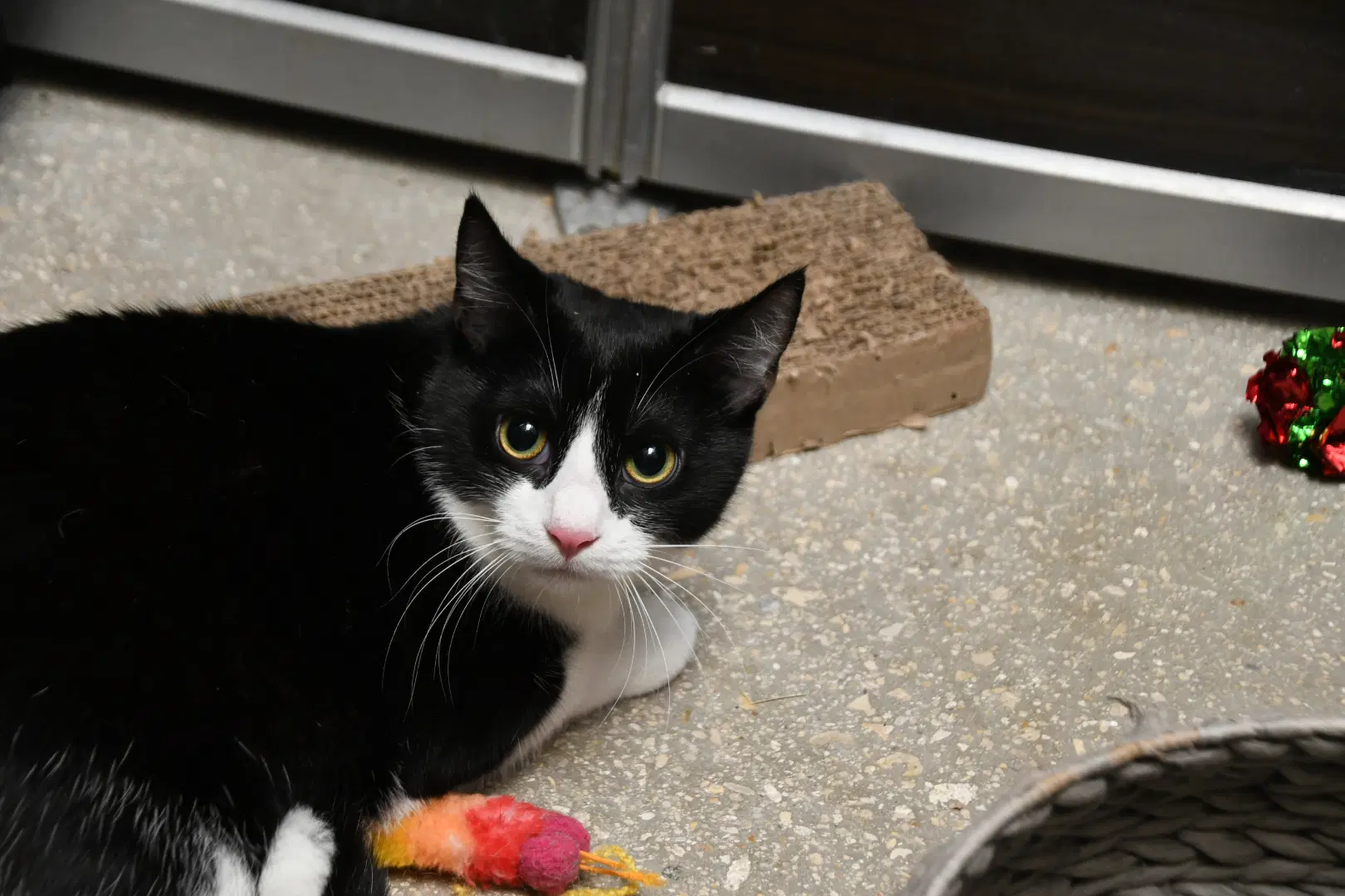 Jasmine - American Shorthair