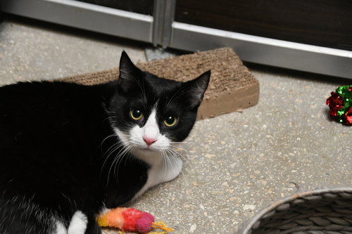 JASMINE - American Shorthair available for adoption