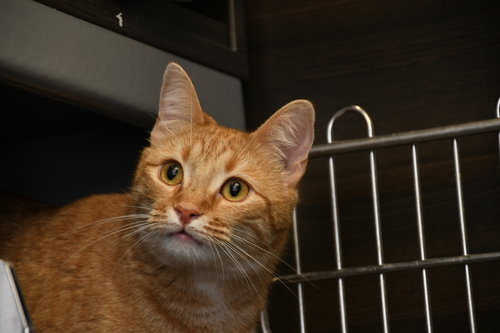 MULBERRY - American Shorthair available for adoption