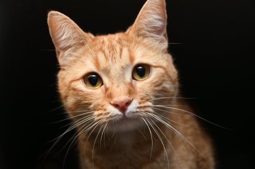 MULBERRY - American Shorthair available for adoption