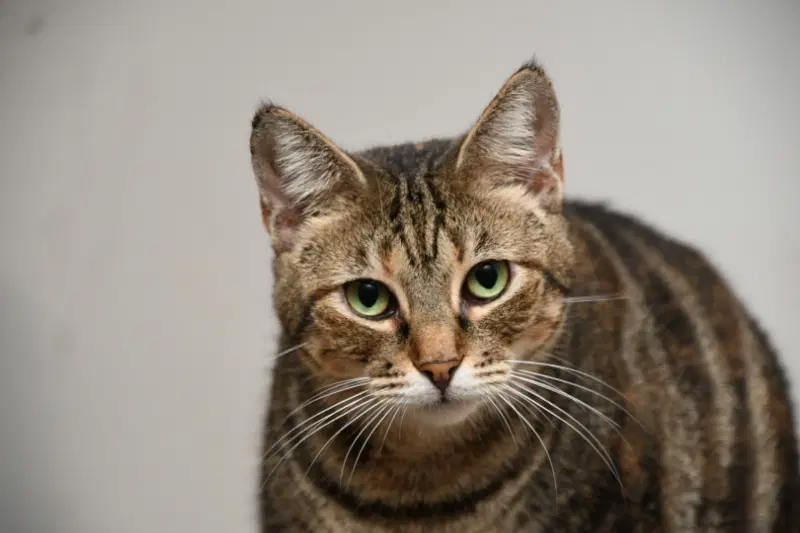 Dancer - Tabby