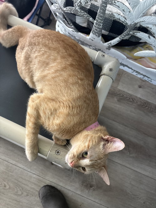 picture of the cat needing adoption