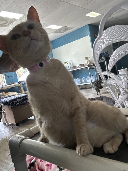 MARGOT - Domestic Short Hair available for adoption
