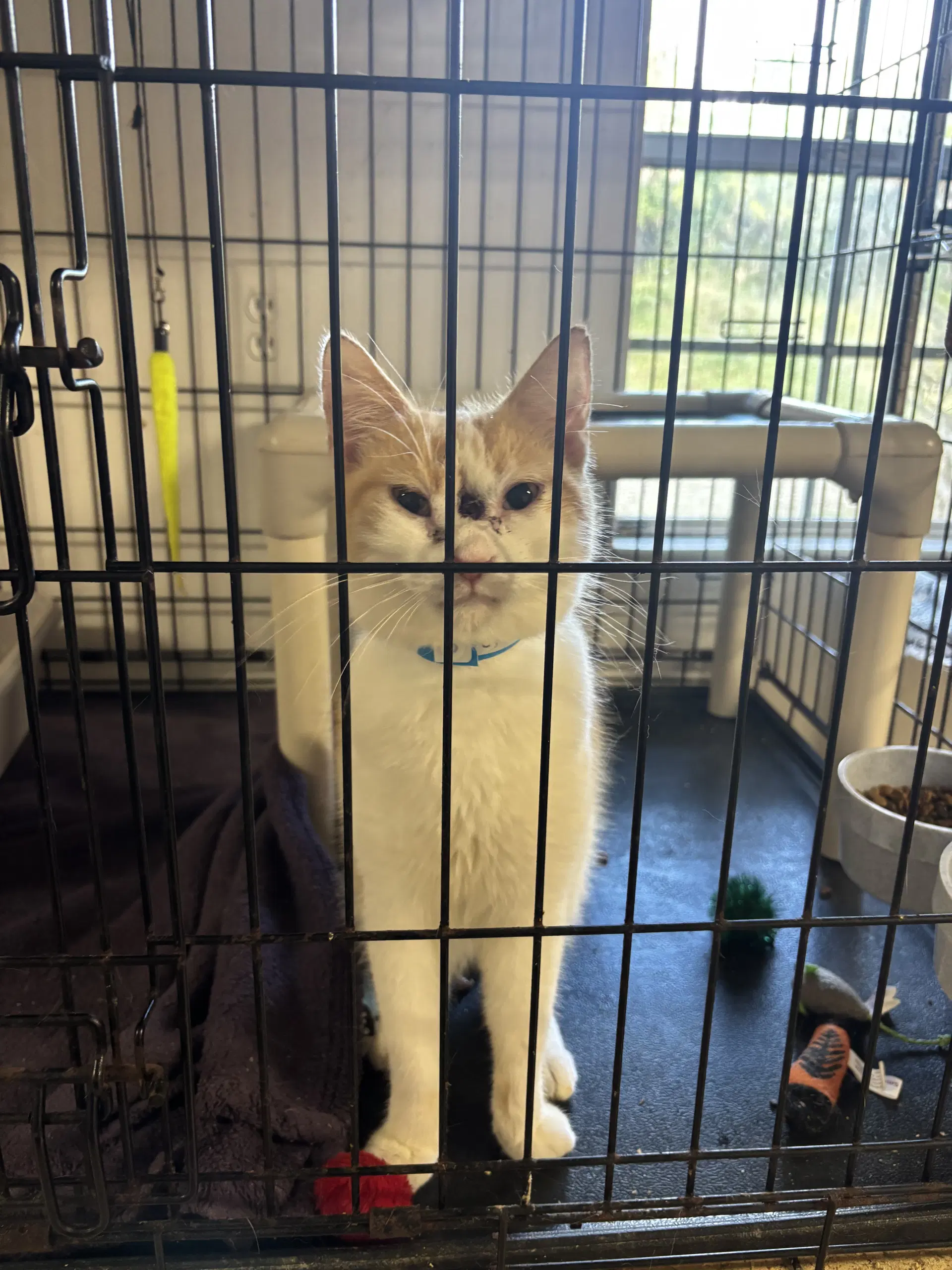 Cymbal - Domestic Short Hair