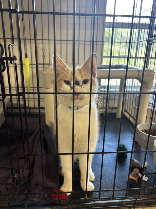 Cymbal, an adoptable Domestic Short Hair in Naples, FL
