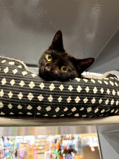 Cher, an adoptable Domestic Short Hair in Naples, FL