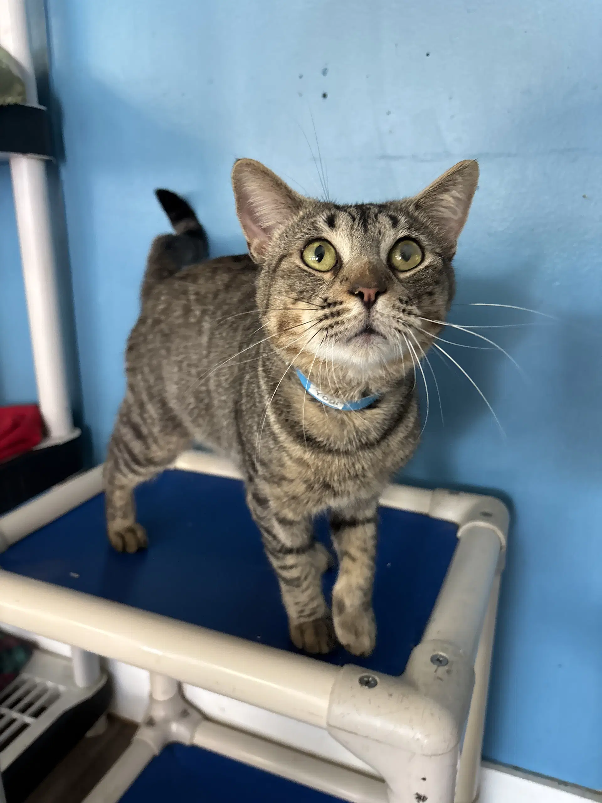 Yogi - Domestic Short Hair