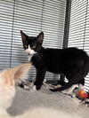 adoptable Cat in Naples, FL named Linc (Mod Squad)
