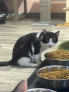 adoptable Cat in Naples, FL named Squeaky