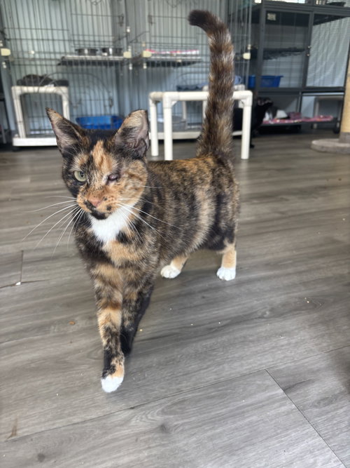 ELLIE MAE - Tortoiseshell available for adoption