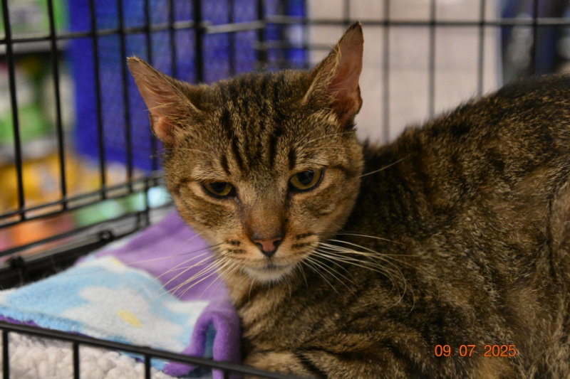 Baby Tabby Image