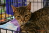Baby Tabby - Photo 1
