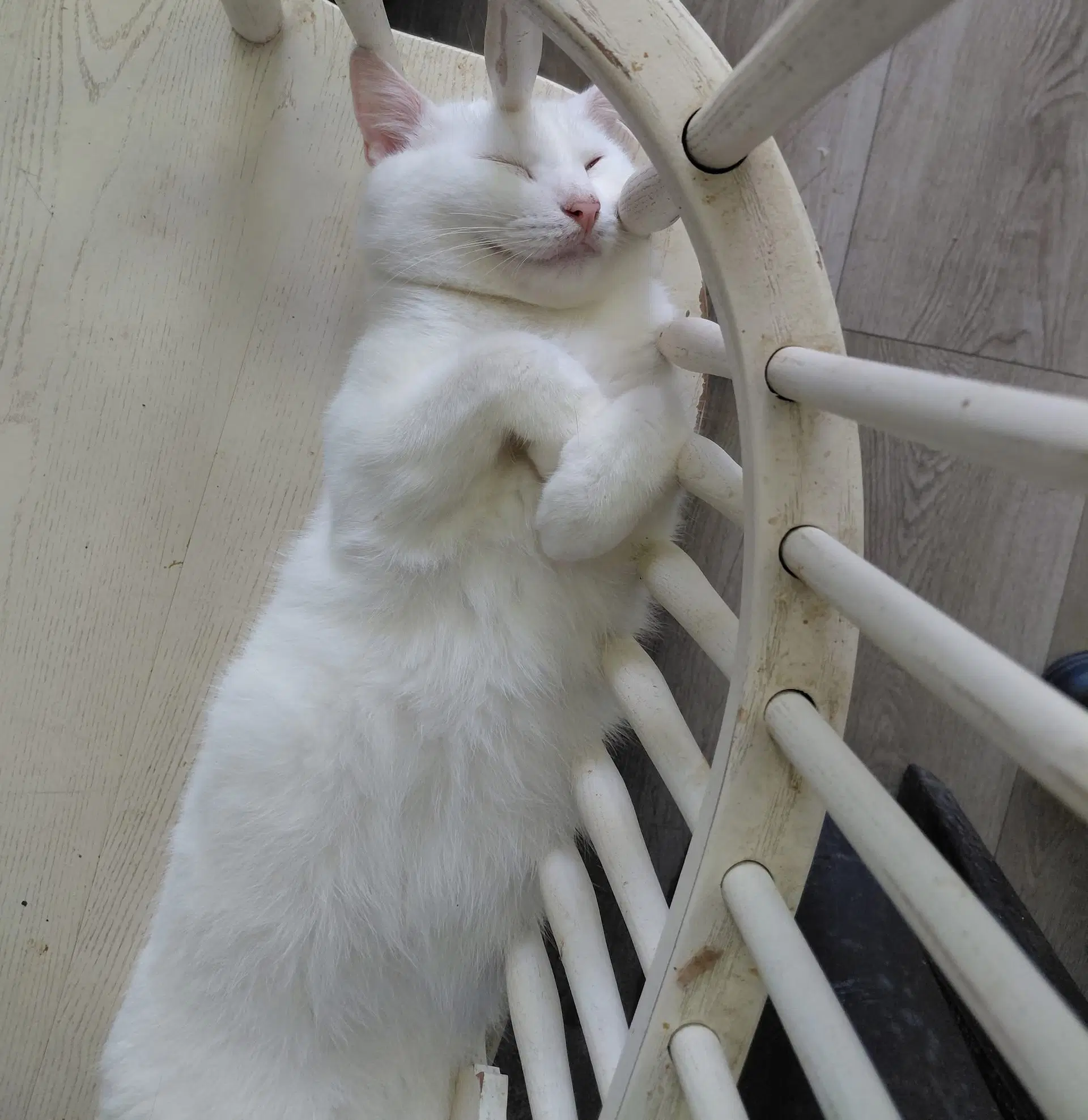 Landshark - Domestic Short Hair