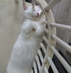 Landshark - Photo 1