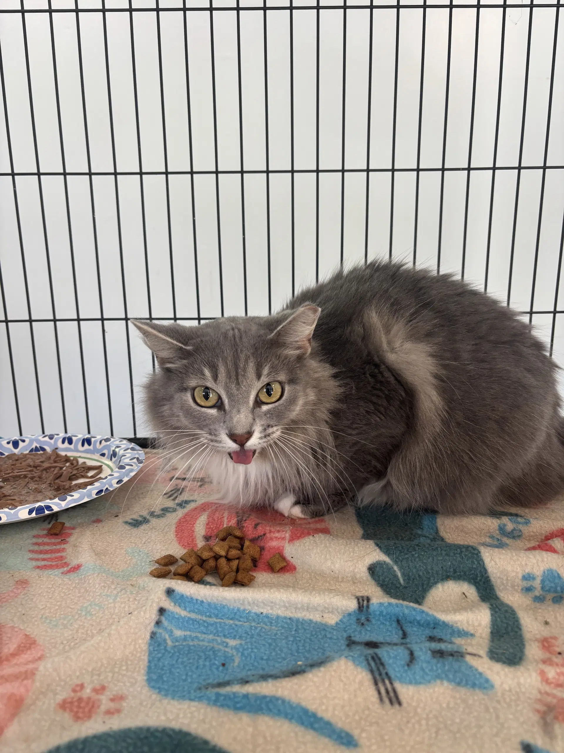 Margaret - Domestic Long Hair