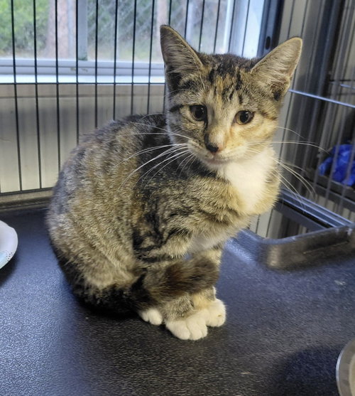 MISTLETOE - American Shorthair available for adoption