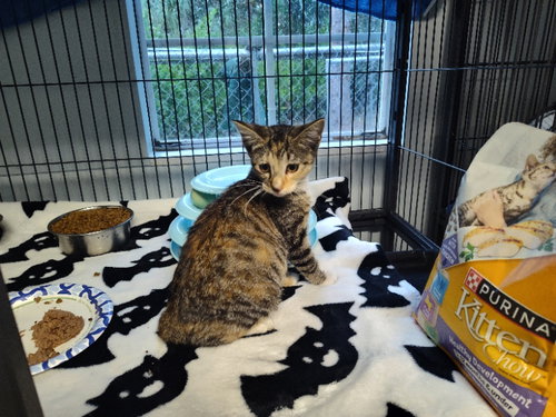 MISTLETOE - American Shorthair available for adoption