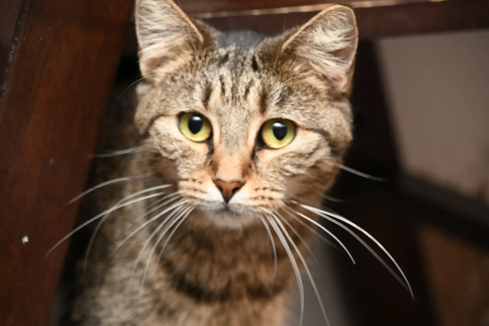 Pimento - American Shorthair