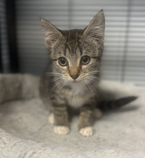 HOPE - Tabby available for adoption