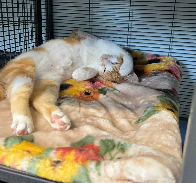 Mae - American Shorthair