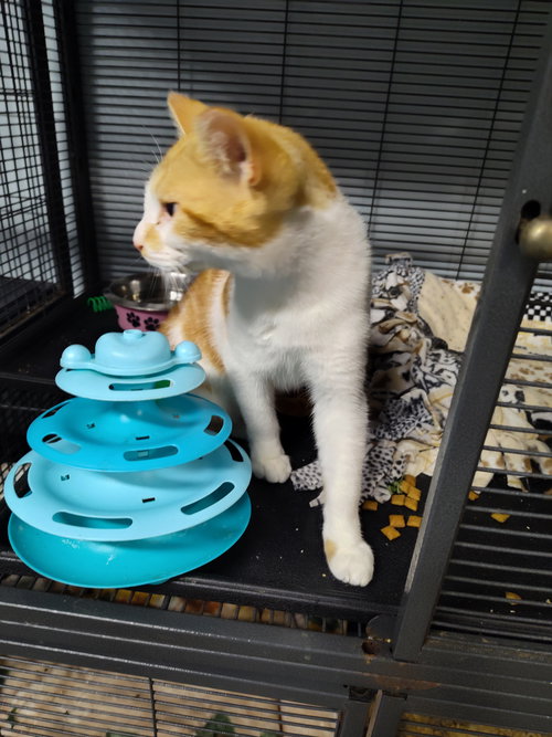 MAE - American Shorthair available for adoption