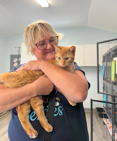 PUMPKIN - American Shorthair / American Curl available for adoption