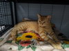 Pumpkin - Photo 2