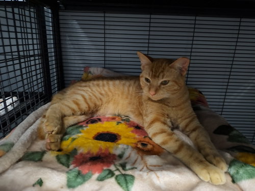 PUMPKIN - American Shorthair / American Curl available for adoption