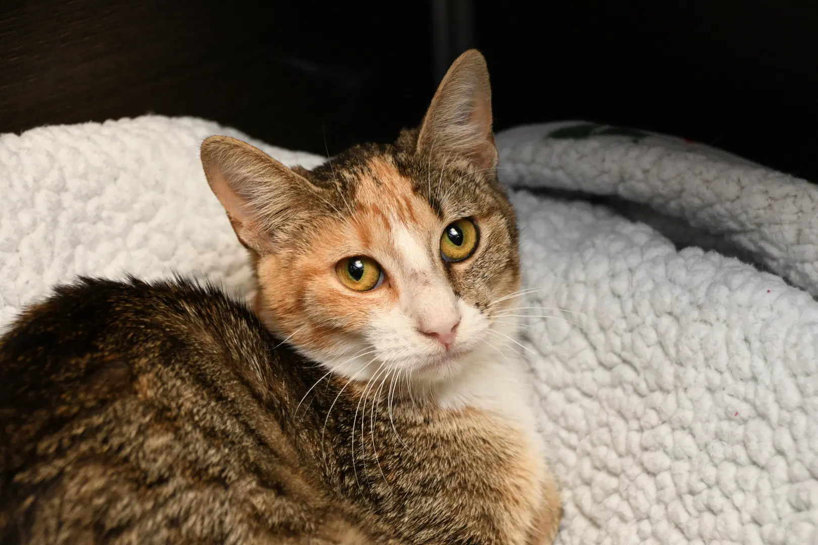 Lucille - American Shorthair