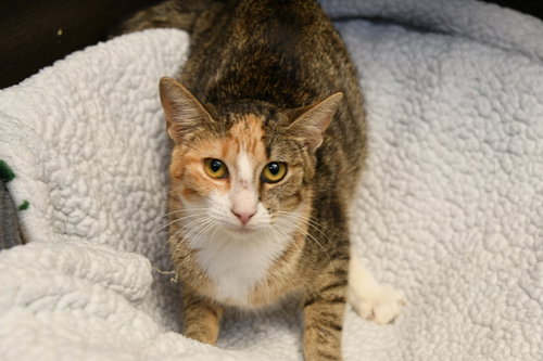 LUCILLE - American Shorthair available for adoption
