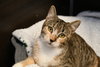 Bijou - Photo 1