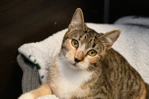 BIJOU - American Shorthair available for adoption