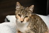 Bijou - Photo 2